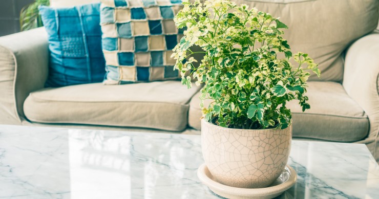 piante vere o finte in casa