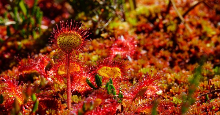 coltivare la drosera