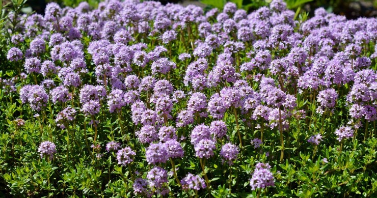 come coltivare il timo in casa