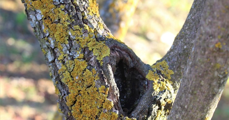 licheni tronco degli alberi