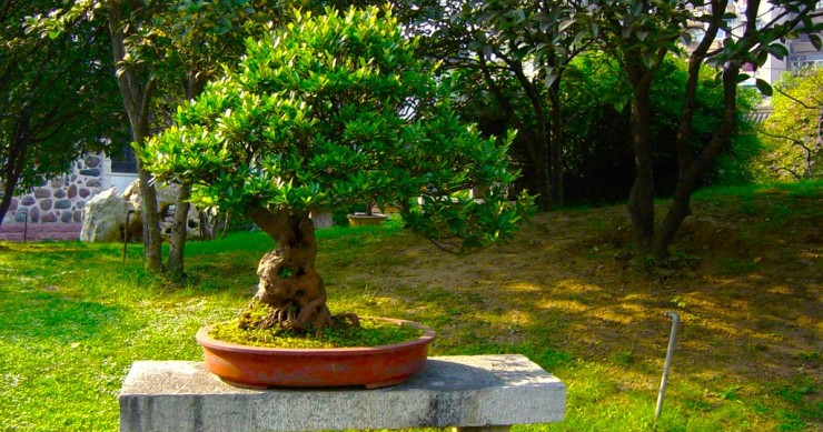 bonsai ulivo coltivazione