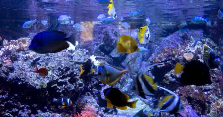 acquario milano