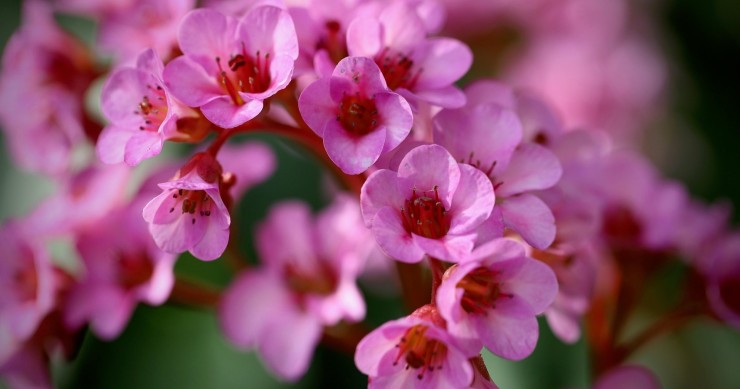 coltivare la bergenia