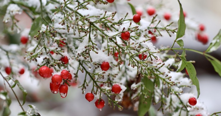 coltivare la nandina domestica