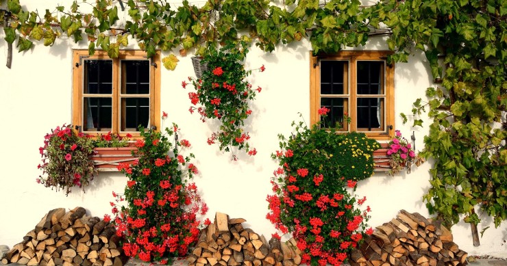 piante rampicanti in giardino rovinano i muri