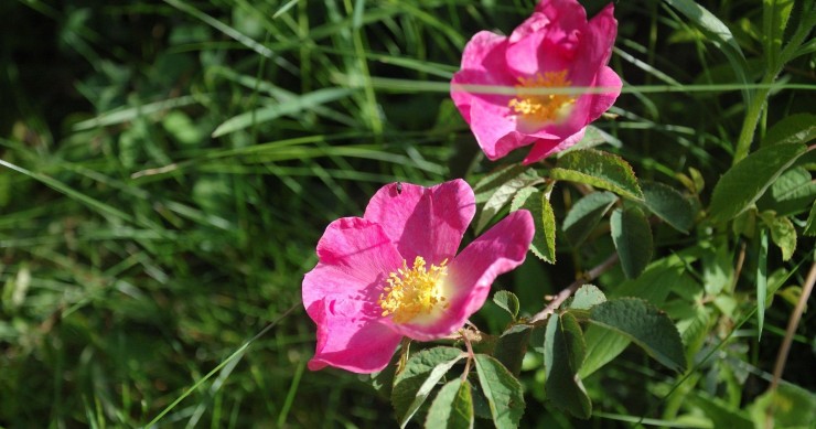 coltivare rosa alpina
