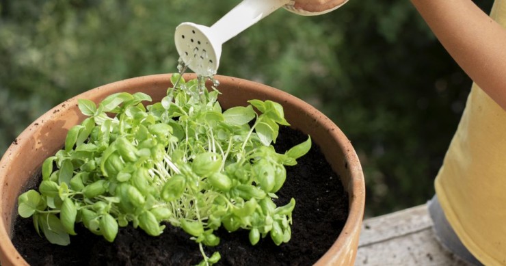 persona che annaffia basilico in vaso