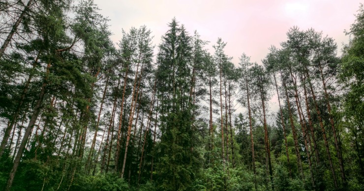 malattie delle conifere