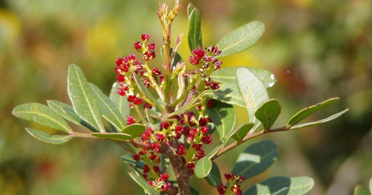 coltivare il lentisco