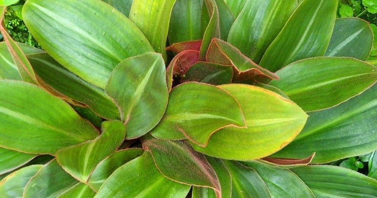 come coltivare la siderasis