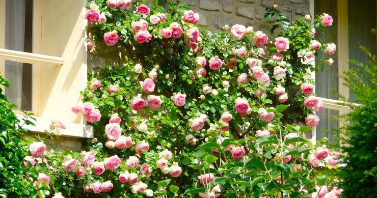 rose rampicanti in vaso