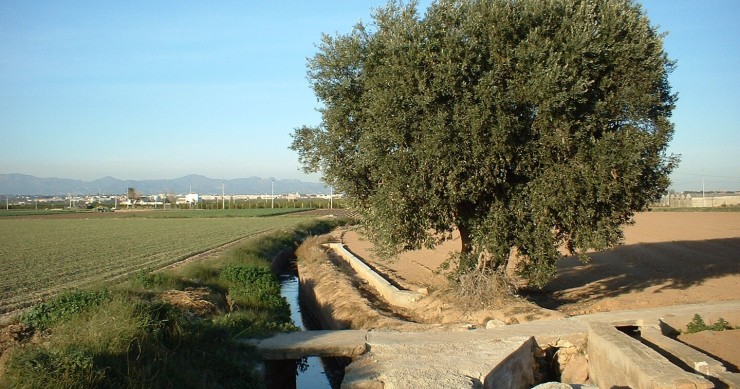 L'orto valenciano ha le sue origini nel periodo andaluso