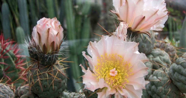 tephrocactus