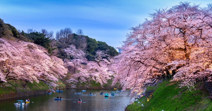 fioritura ciliegi Giappone 2026