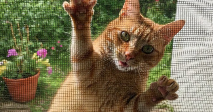 gatto zanzariera