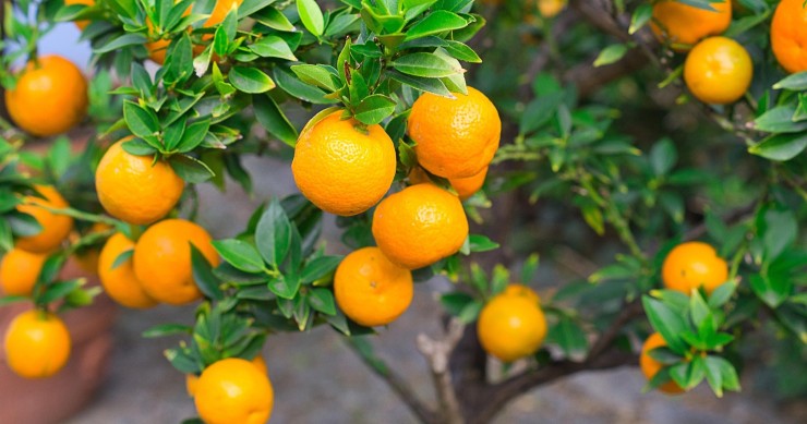 coltivare una pianta di mandarino in casa