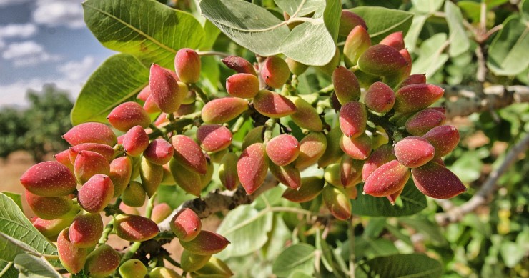 pistacchieto