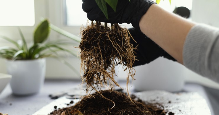 vermi che danneggiano le piante