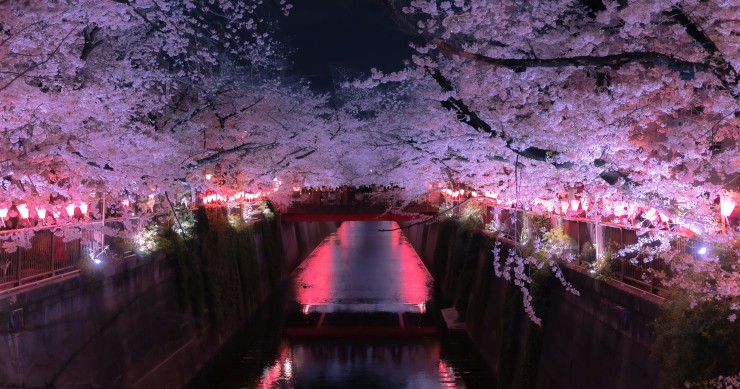 ciliegi in fiore Venaria Reale