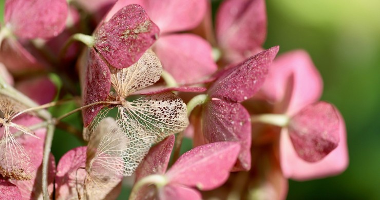 come conservare i fiori secchi