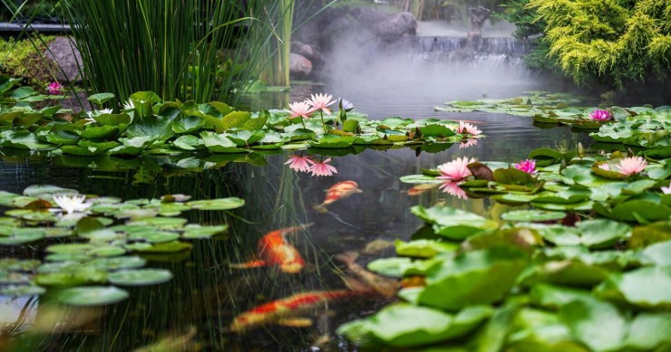 Un laghetto in giardino