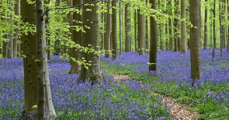 La foresta blu nel pieno della sua fioritura