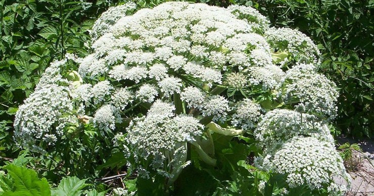 piante vietate in italia