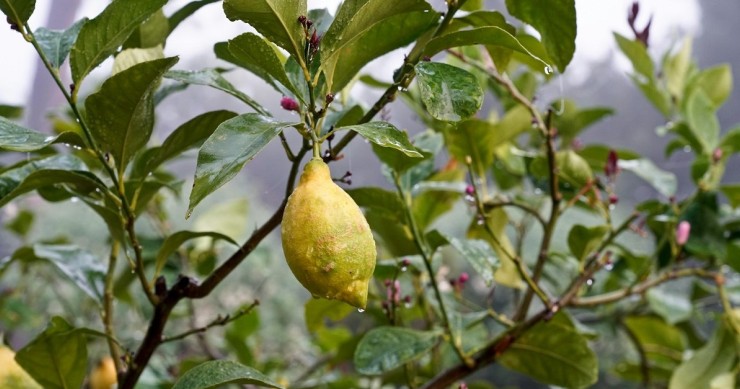 Un albero di limone