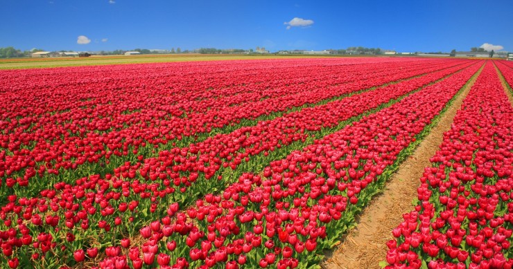 villaggio tulipani Favria