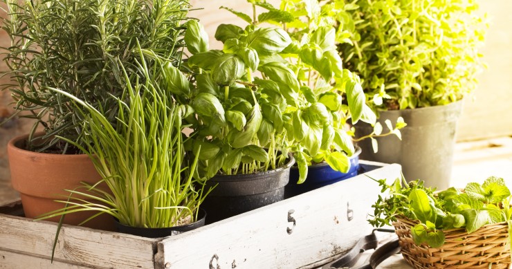 erbe aromatiche primavera