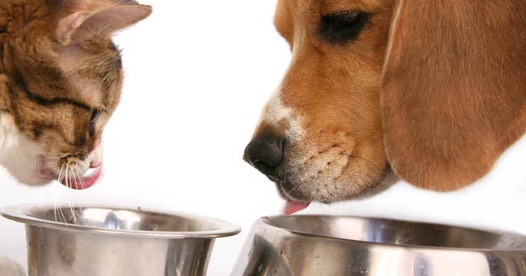dove mettere le ciotole del cane e del gatto