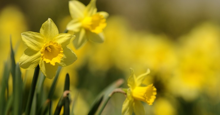piante che fioriscono ad aprile