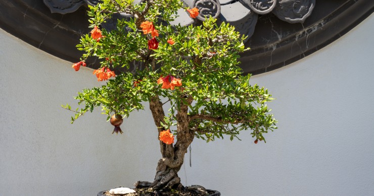bonsai da frutto