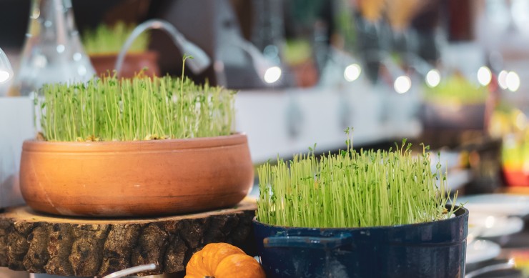 Come decorare il grano per Pasqua