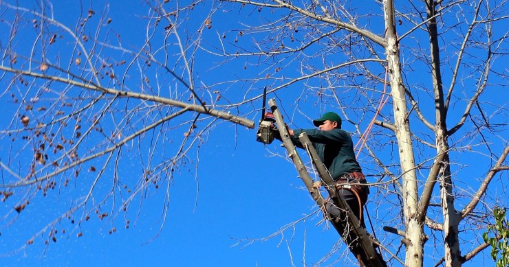 periodo in cui è vietato potare