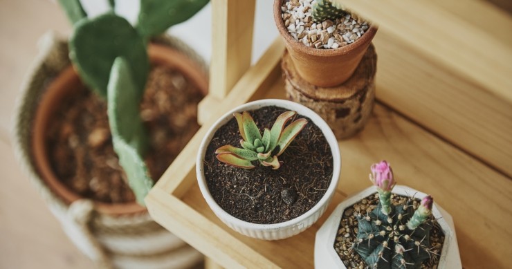 piante grasse in casa