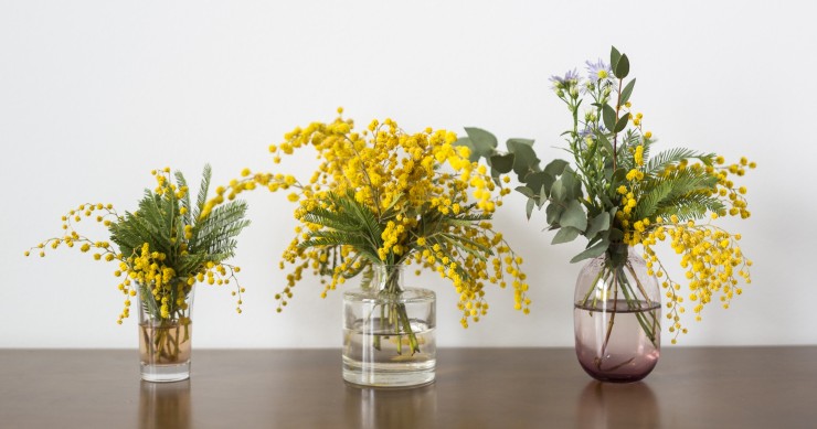 come conservare le mimose