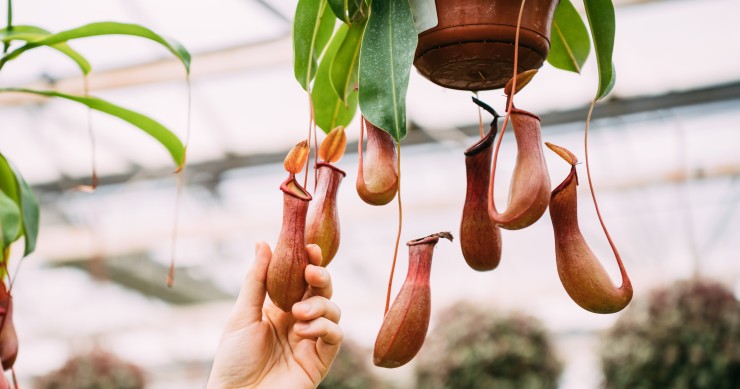 pianta carnivora nepenthes