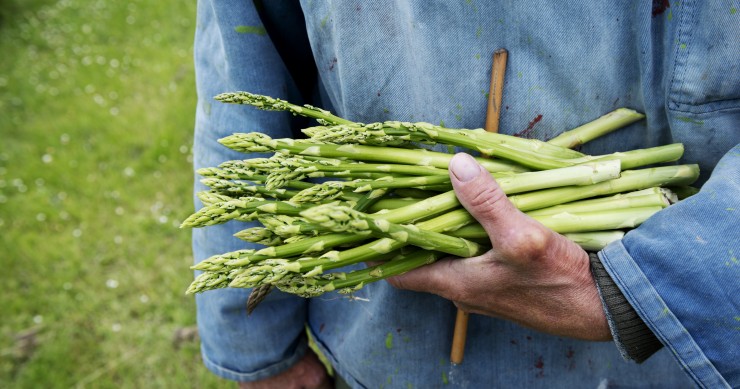 quando piantare gli asparagi