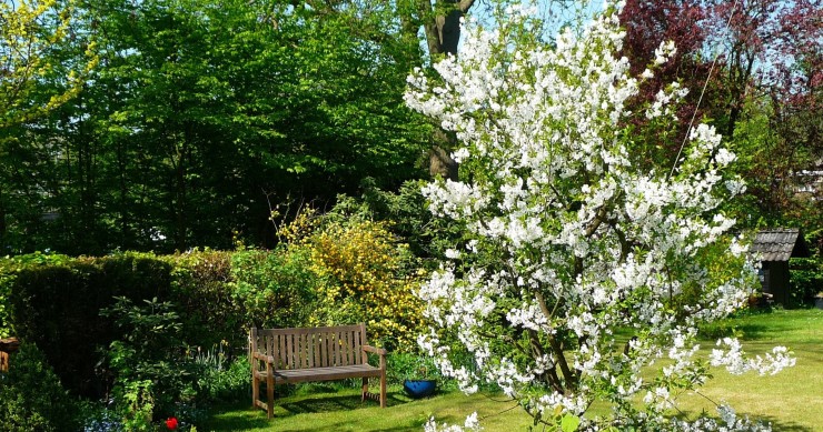come coltivare il ciliegio in giardino