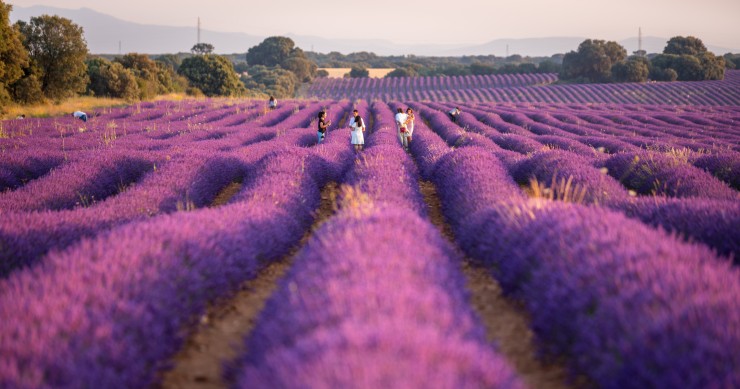 lavanda in monferrato
