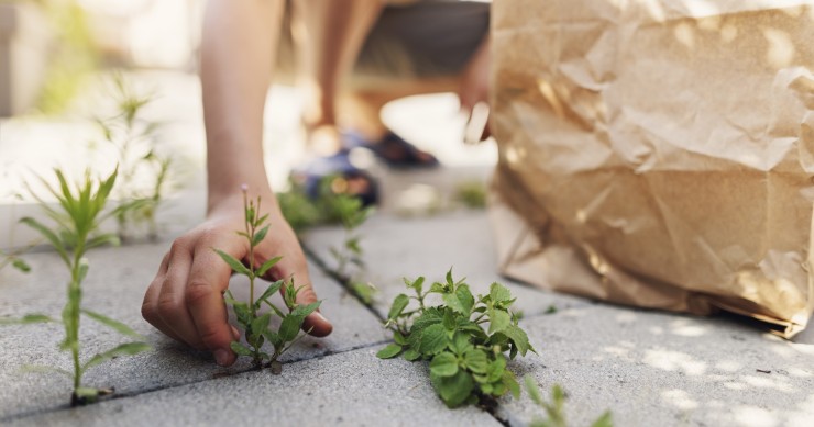 acqua e sale erbacce giardino