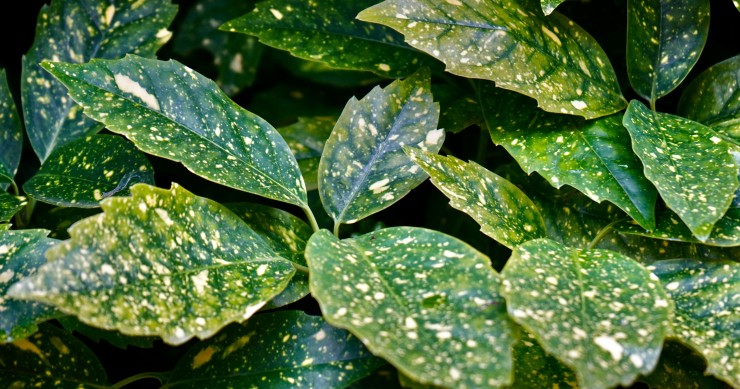 aucuba japonica