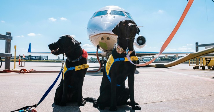 Viaggiare con animali domestici