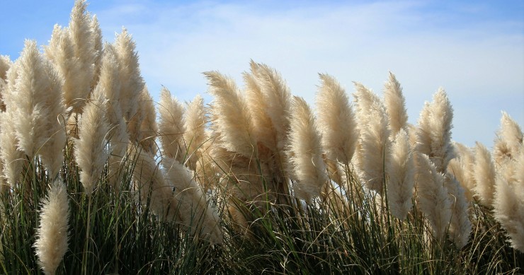 erba della pampas