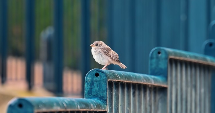 uccelli sul balcone