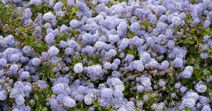 ceanothus
