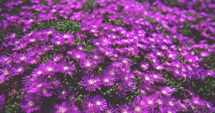 delosperma