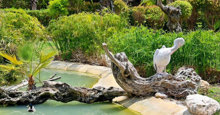 Elementi naturali da inserire per caratterizzare un laghetto artificiale in giardino