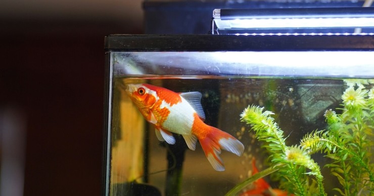 acquario in casa